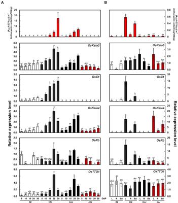 An OsKala3, R2R3 MYB TF, Is a Common Key Player for Black Rice Pericarp as Main Partner of an OsKala4, bHLH TF